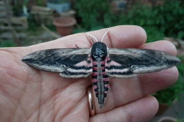 The Privet Hawkmoth is a nightactive pollinating moth found in Europe and parts of Asia. Photo: Jeff Ollerton
