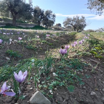 Photo of Reggio Calabria